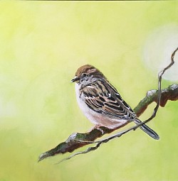 Moineau (peinture acrylique, 50 x 50 cm - collection privée)